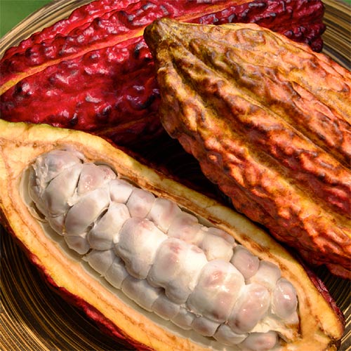 Freshkita por FLP | Productos de Ecuador | Cacao
